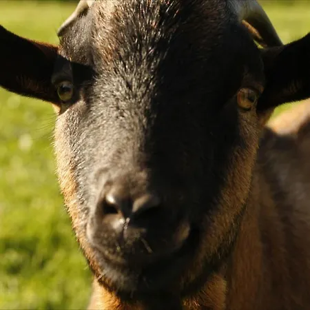 La Grande Mardelle - 