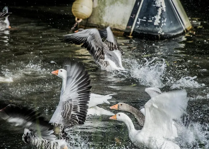 La Grande Mardelle - 